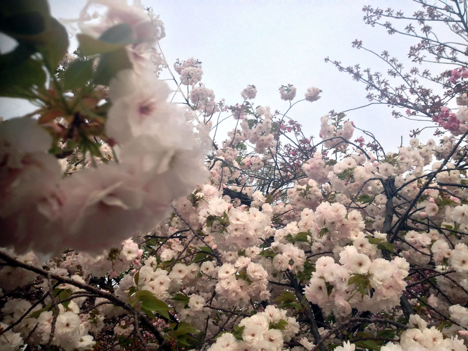 2014年の造幣局桜の通り抜け11 2014年の造幣局桜の通り抜け11